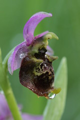 Late Spider Orchid - Ophrys holoserica - Photo of Feigères