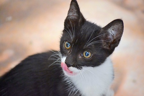 Nico, gatito blanquinegro rebonico y megadulce, nacido en Marzo´15, en adopción. Valencia. ADOPTADO. 17790389740_d77ce6af40
