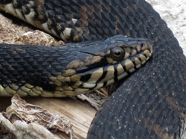 Florida Water Snake (Nerodia fasciata pictiventris)