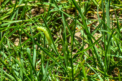 illinois caterpillar campsite greencaterpillar illinoisstatepark sangchrislake rochesterillinois pamschreckcom photographerpamelaschreckengost ©pamelaschreckengost hickorypointcampground