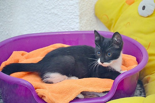 Nico, gatito blanquinegro rebonico y megadulce, nacido en Marzo´15, en adopción. Valencia. ADOPTADO. 17355238834_8ce6e6e112