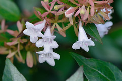 Tiny white tubular flowers
Clumps of tiny brown/pink flowers
Stems and new growth are red