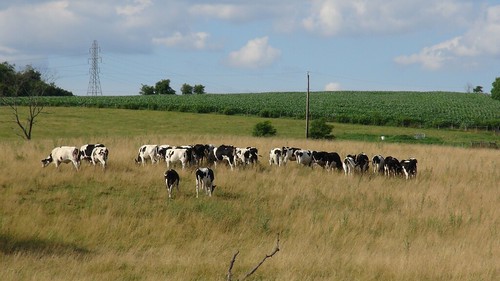 cows crockett outdoor