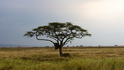 landscape tanzania mara serengeti raghujana aarjayphotography
