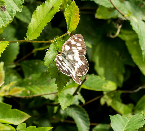 bulgaria butterflieswhitesyellows butterflymoth europe marbledwhite peterphoto vidima lovech