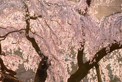 spring 桜 cherryblossom fukushima 春 2015 福島 日本三大桜 三春滝桜 miharutakizakura japanesethreemajorcherrytrees