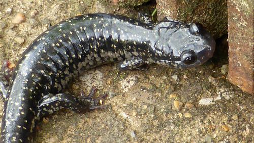 salamander northern slimy