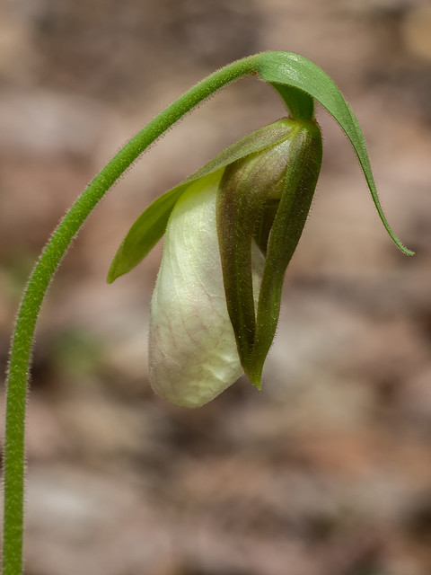 Pink Lady's-slipper orchid before blooming