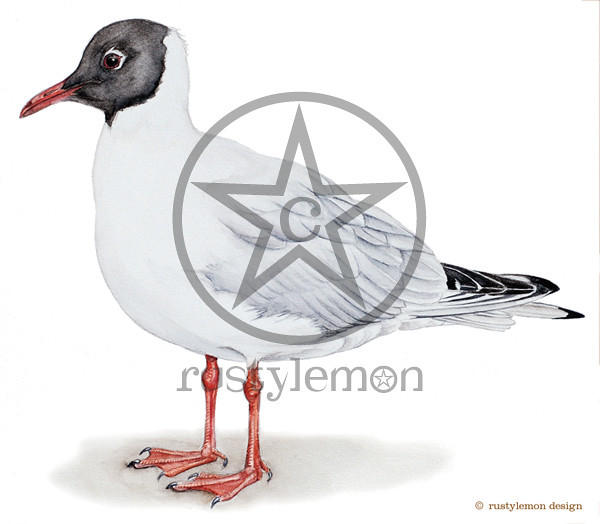 black-headed-gull-scr