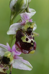 Late Spider Orchid - Ophrys holoserica - Photo of Feigères
