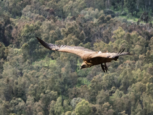 unesco buitre españa extremadura flight griffon leonado monfragüe nationalpark parque parquenacional spain vuelo vulture cáceres