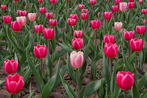 pink flowers red green nature spring tulips