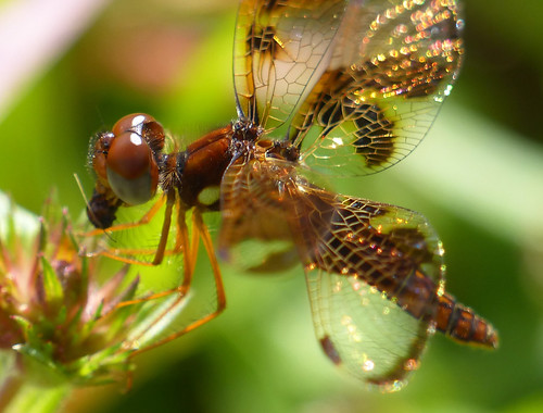 usa macro nature animal closeup america bug insect florida dragonfly critter wildlife insects critters odonata othercritters macrodragonfly closeupdragonfly