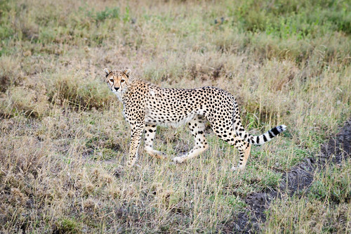 tanzania wildlife cheetah acinonyxjubatus serengetinp bariadi shinyanga namiriplains