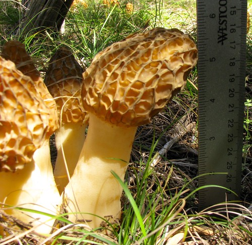 Mushrooms - Morels Courtesy Brandy McDaniel and Jacob Valdez