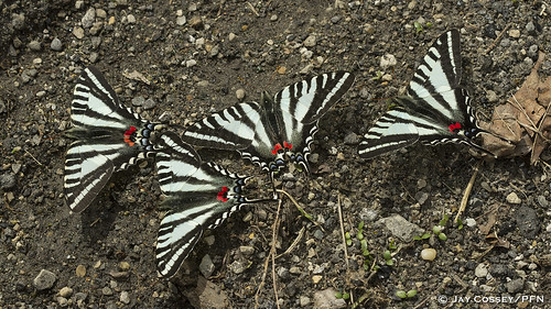 ohio butterfly roadside swallowtail aggregation naturephotography macrophotography insecta zebraswallowtail puddling eurytidesmarcellus adamsco lepidopterabutterfliesmoths photographerjaycossey shawneesp