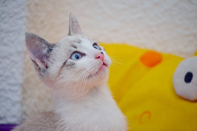 Newman, gatito siamés tabby de ojazos azul cielo esterilizado, nacido en Marzo´15, en adopción. Valencia. ADOPTADO. 17358000513_49511d6ddb_z