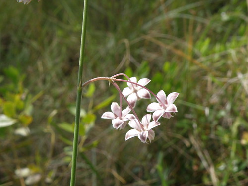 Carolina milkweed (Asclepias cinerea)