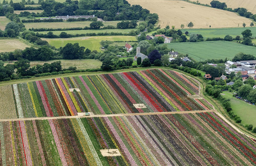 needham flowers aerial aerialimage aerialview whartons roses rushall norfolk
