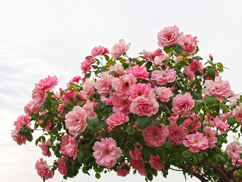 rose bantrybay バラ バントリーベイ 花フェスタ記念公園 flowerfestivalcommemorativepark