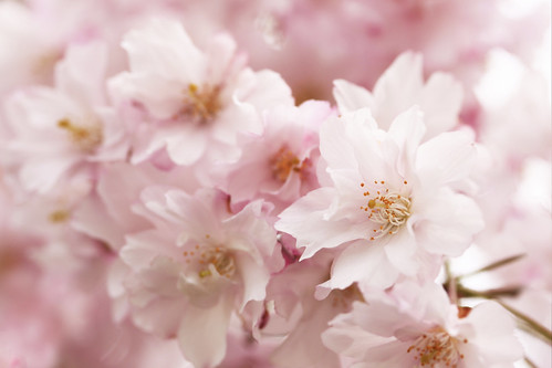 pink spring blossoms full blooms blooming floweringtree weepingcherrytree riotofcolor pekinillinois mineralspringspark pekinparkdistrict