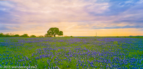 flower 120 film sunrise mediumformat texas bluebonnet panoramic hillcountry wildflower filmscan texaswildflowers texashillcountry panoramiccamera horseman6x12panoramiccamera horseman612panoramiccamera