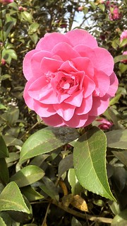 Single flower of Camellia x willamsii 'Debbie'