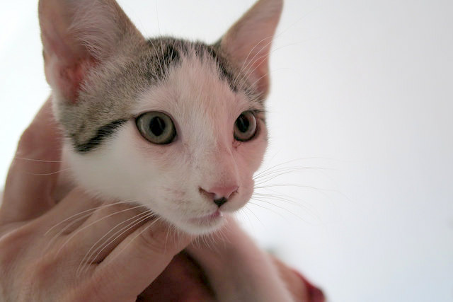 Abel, gatito blanco y pardo cariñoso y activo esterilizado, nacido en Marzo´15, en adopción. Valencia. ADOPTADO. 18014848190_989864a083_z