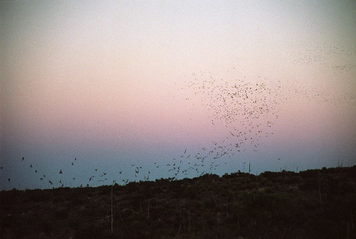 2003 sunset newmexico spring desert bat carlsbadcaverns carlsbadcavernsnationalpark mexicanfreetailedbat