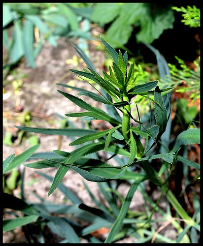 Falcaria vulgaris (= Falcaria rivini) - falcaire commune  27709470274_f50cac6ba4
