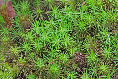 2015 ar bryophyta faulknerco huckleberrytrail polytrichaceae polytrichum woollyhollowstatepark moss uidmoss