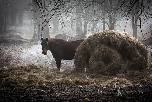 ranch horse art oklahoma nature fog rural photography frost wildlife fine christopher dreary pasture hay neel