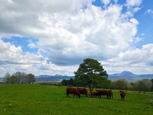 france tree cow cows auvergne enjoyingtheview chainedespuys cloudsandsky frommypointofview skycollection