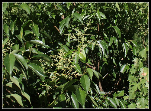 Ligustrum lucidum - troène luisant 28277708413_0b090074d6