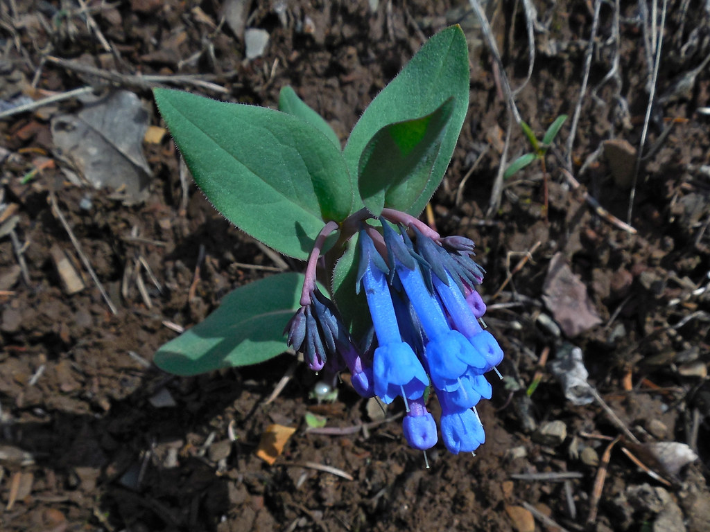 Small Bluebells, Long-flowered Lungwort, Trumpet Bluebells ~ Mertensia longiflora
