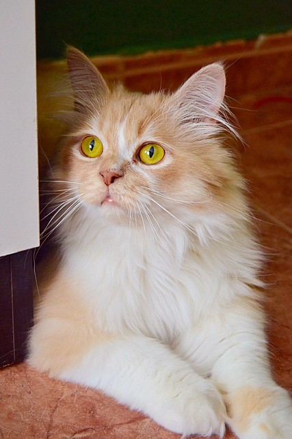 Persi, gato crudo y vainilla de pelo largo y ojos cobre APTO PARA PERROS, nacido en Julio´13, necesita hogar. Valencia. ADOPTADO. 17784084440_16fc009229_z