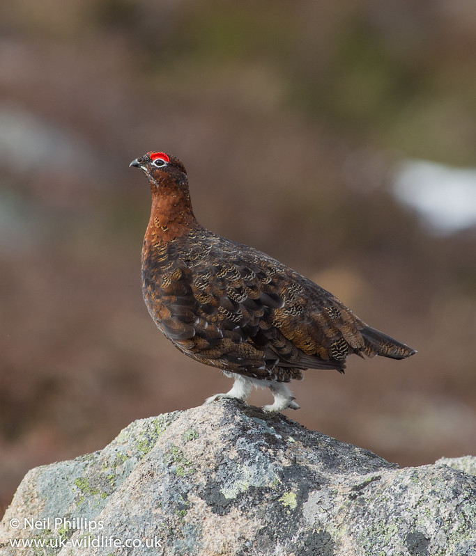 Red grouse_-2