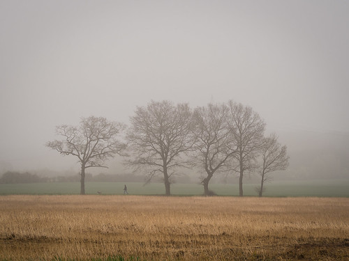 mist tree field fog germany landscape deutschland nebel feld landschaft braunschweig niedersachsen lowersaxony dibbesdorf