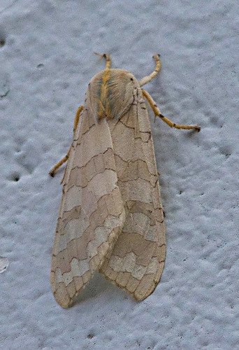 michigan moth lepidoptera arctiidae halysidotatessellaris bandedtiger