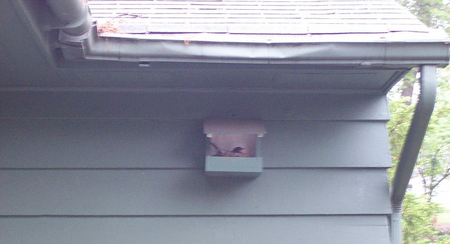 robin in nest box on house