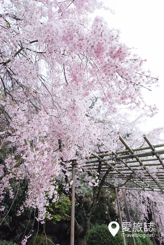 京都赏樱景点 半木之道 17