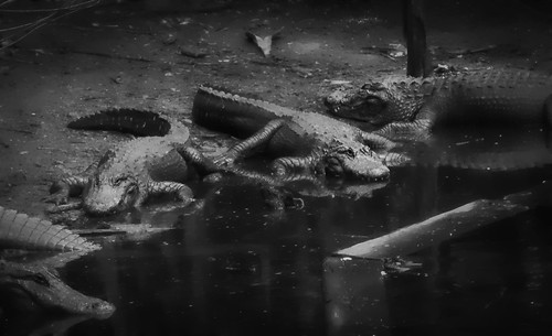 Alligator Image after Topaz Detail 3 preset Soft Leaves applied