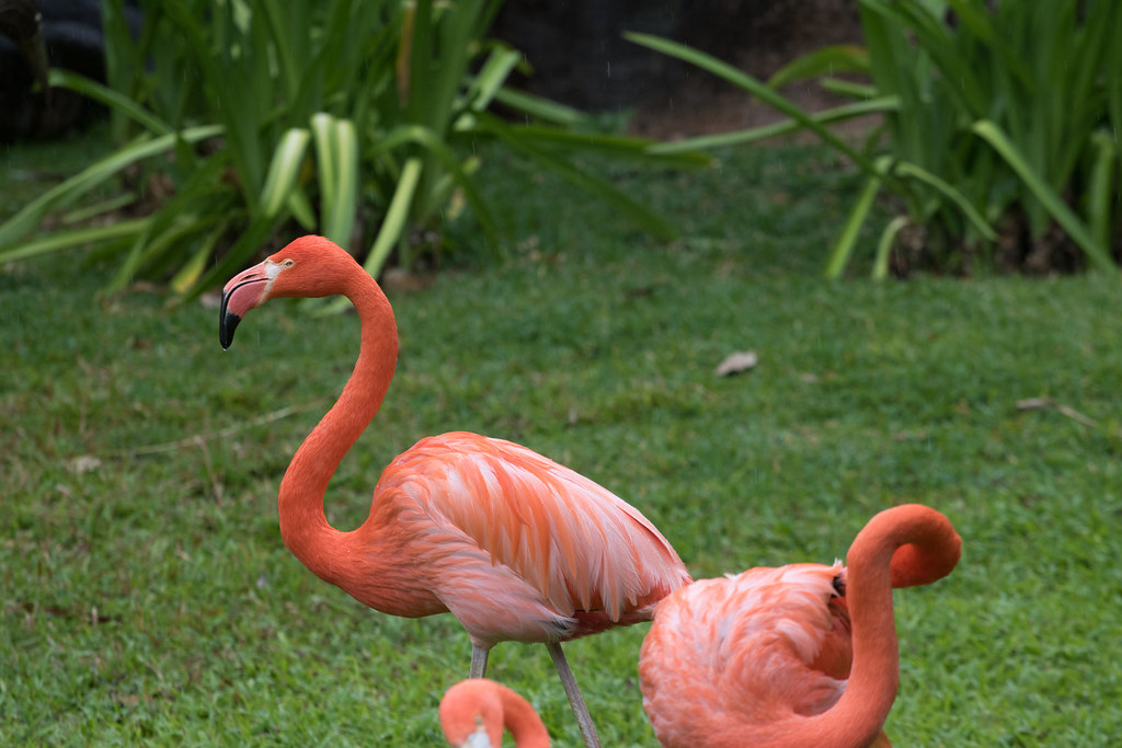 American flamingo (Phoenicopterus ruber)