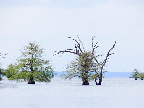 Lake Marion Plantation Islands-33