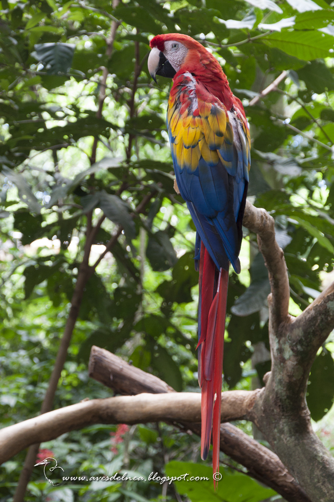 Guacamayo rojiamarillo (Scarlet Macaw) Ara macao