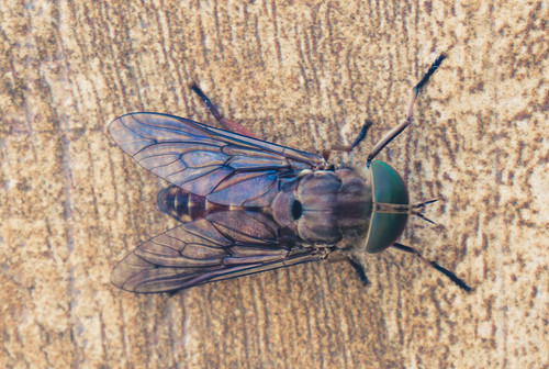 fly insect macro macroshot bright sun wildlife nature colombia arauca fliege insekt insekten