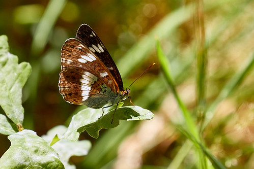 lacdelabultière vendée france papillon butterfly