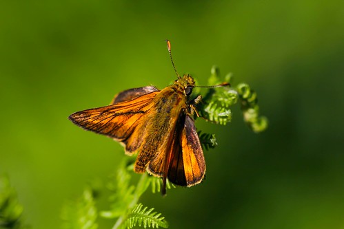 hilarioperez bolboreta mariposa butterfly papillon macro tamron9028macro ocourel altodapedra