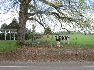 Cattle and the pump at the junction of Eaden & Springwater