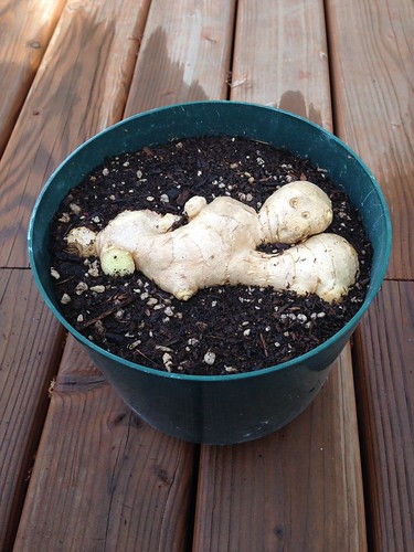 Ginger experiment day 1